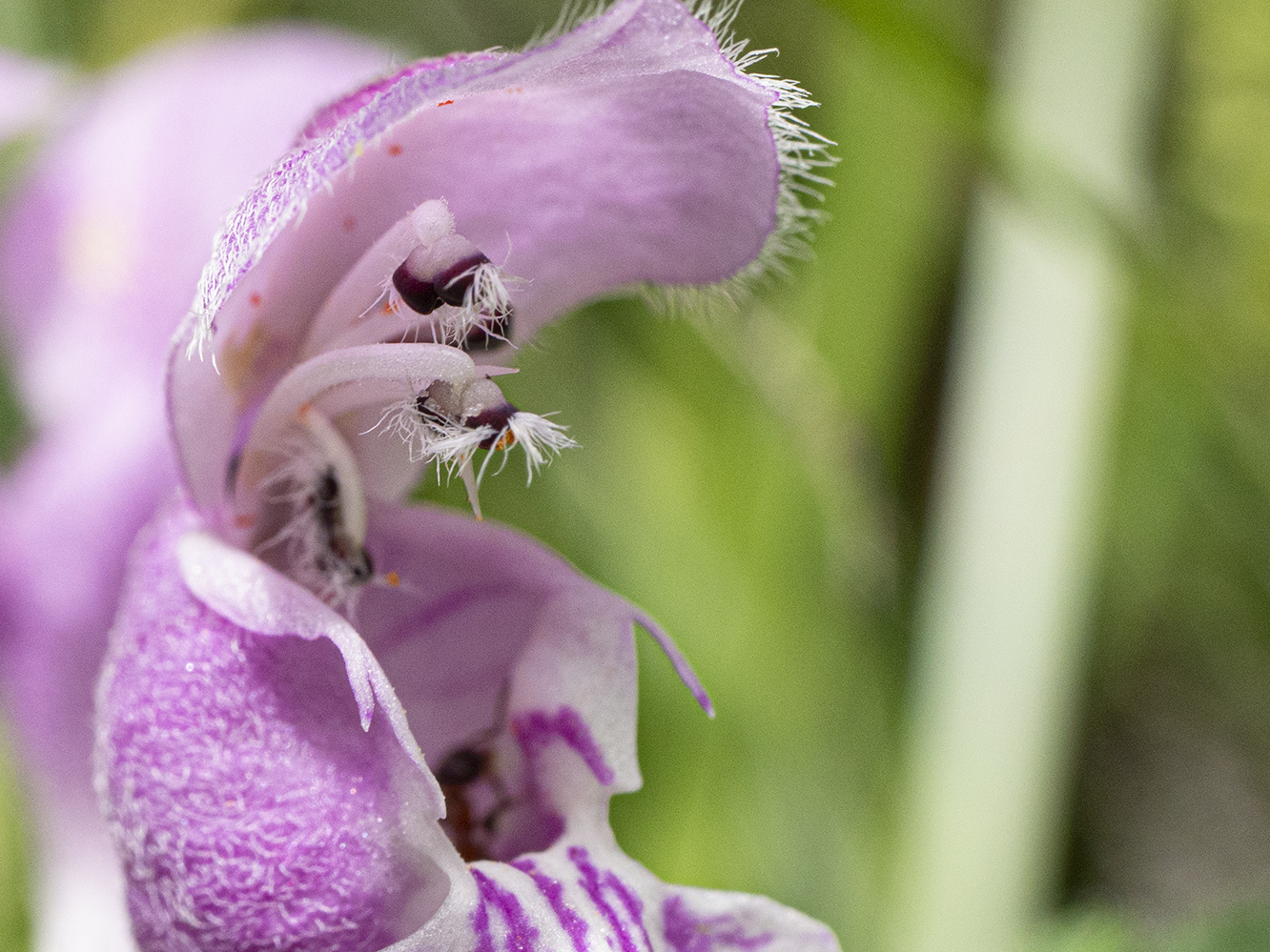 IMAGES\Gevlekte dovenetel (Lamium maculatum)\P1280484_sm_crop.jpg